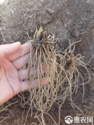 赤峰收購蒼術苗廠家電話號碼-第1張圖片