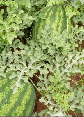 赤峰打瓜市場(chǎng)地址電話號(hào)碼-第1張圖片