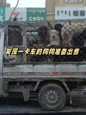 赤峰寵物租賃電話號碼查詢是多少-第1張圖片