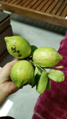 赤峰批發(fā)檸檬的電話號碼是多少-第1張圖片