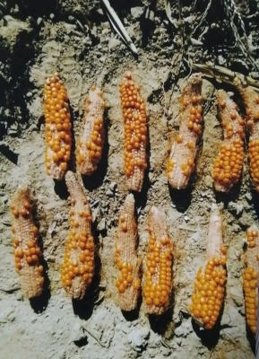 赤峰豐裕種子公司電話號碼-第1張圖片