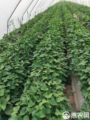 赤峰供應(yīng)紅薯苗基地電話號碼-第1張圖片