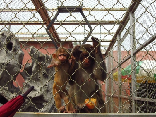 赤峰紅山動物園電話號碼-第1張圖片