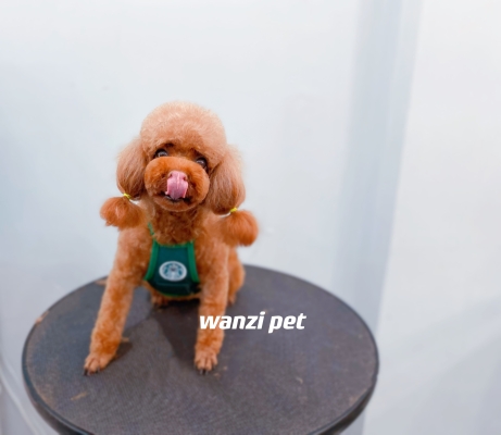 林東寵物店電話是多少-第1張圖片