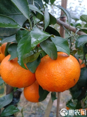 赤峰果凍批發(fā)電話多少號(hào)-第1張圖片