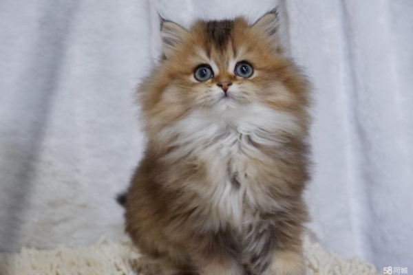 赤峰同城幼貓出售電話號碼-第1張圖片