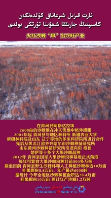 赤峰出售沙棘果樹電話是多少號-第1張圖片