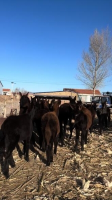 赤峰牛馬驢市場(chǎng)電話號(hào)碼查詢-第1張圖片