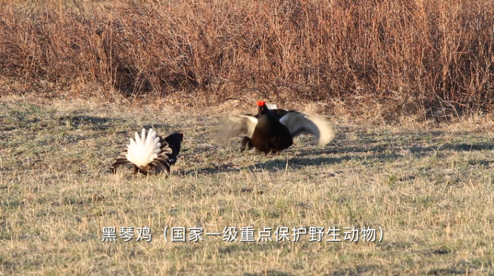 赤峰肉雞屠宰場(chǎng)電話(huà)地址查詢(xún)-第1張圖片