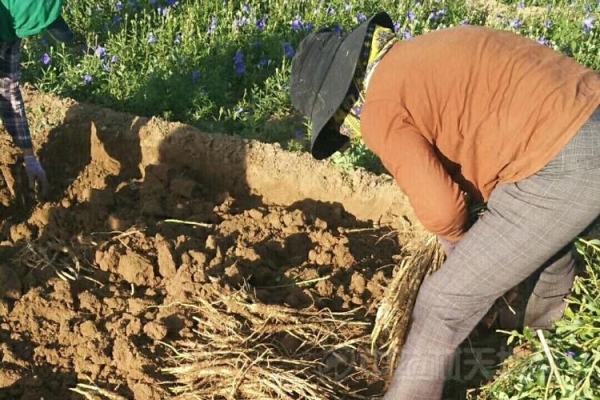 內(nèi)蒙赤峰中藥種苗基地電話號(hào)碼-第1張圖片