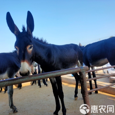 赤峰驢頭牛經(jīng)銷(xiāo)商電話(huà)號(hào)碼-第1張圖片