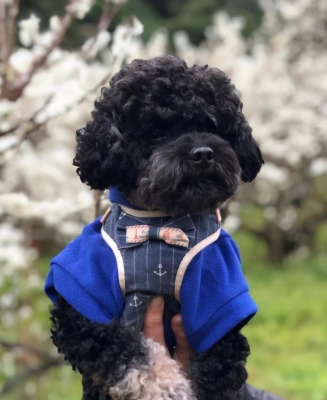 赤峰汪喵寵物港電話地址查詢-第1張圖片