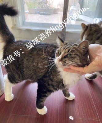 赤峰喵咪領(lǐng)養(yǎng)電話是多少號-第1張圖片