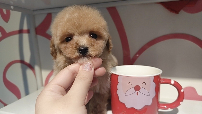 赤峰大嘴寵物店電話號(hào)碼-第1張圖片