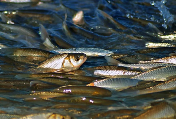 赤峰市美食聚餐地點(diǎn)電話號(hào)碼-第1張圖片