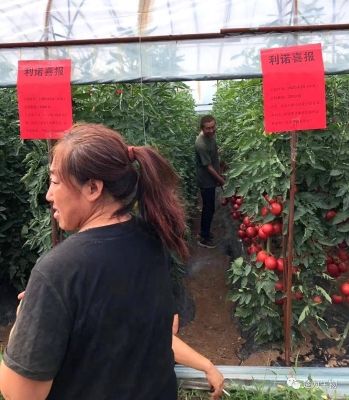 赤峰番茄小店電話多少啊-第1張圖片