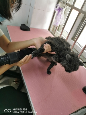 赤峰摩爾城寵物店電話號碼-第1張圖片