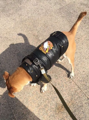 赤峰領養(yǎng)貓狗地址電話號碼查詢-第1張圖片