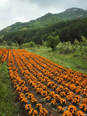 赤峰鮮花種植基地電話號(hào)碼-第1張圖片
