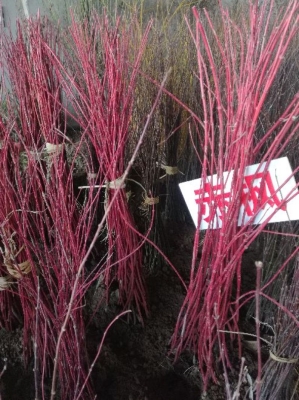 赤峰收樹種子電話號(hào)碼是多少-第1張圖片