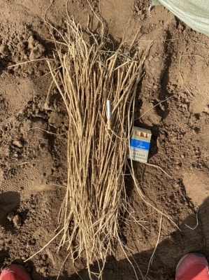 赤峰黃芪種植基地聯(lián)系電話號(hào)碼-第1張圖片