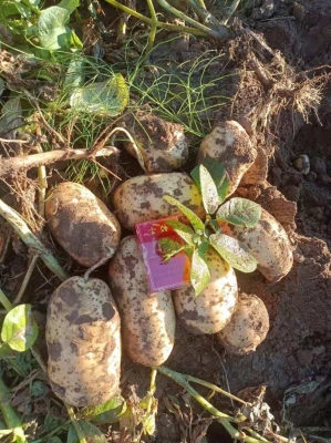 赤峰土豆農(nóng)場在哪里啊電話號碼-第1張圖片