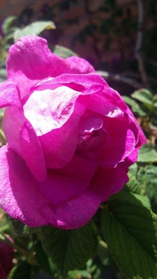 赤峰市紅旗商廈電話地址查詢-第1張圖片