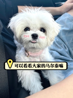 赤峰馬爾泰狗狗店電話地址查詢-第1張圖片