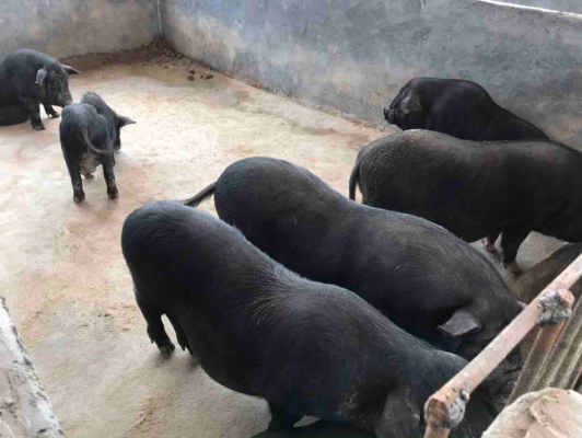 赤峰黑豬代養(yǎng)基地電話號(hào)碼-第1張圖片