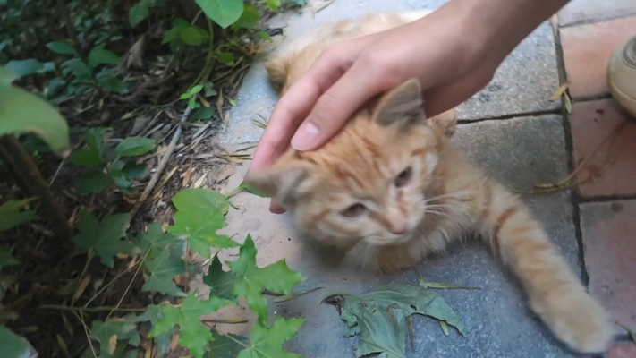 赤峰寵物免費(fèi)領(lǐng)養(yǎng)地址電話號(hào)碼-第1張圖片