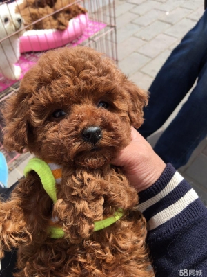 赤峰送快遞狗狗電話號(hào)碼是多少-第1張圖片