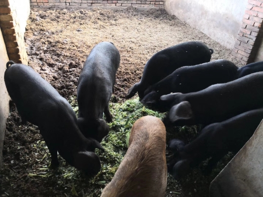 赤峰賣豬腿圈電話地址查詢-第1張圖片