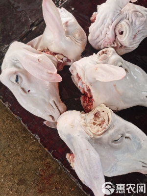 赤峰羊頭批發(fā)-第1張圖片