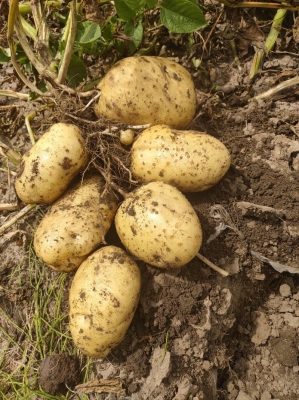 赤峰附近荷蘭磚批發(fā)電話地址-第1張圖片