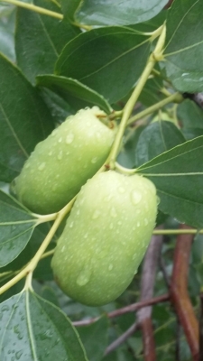 赤峰紅山區(qū)采購(gòu)水果電話(huà)號(hào)碼-第1張圖片