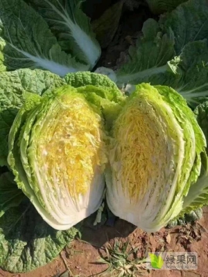 赤峰市白菜收購商電話號碼-第1張圖片