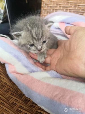 赤峰售賣藍貓電話號碼是多少-第1張圖片