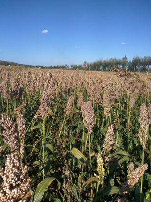 赤峰大小城子拼車電話號碼-第1張圖片