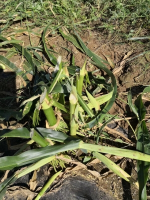 內(nèi)蒙赤峰仔豬出售電話號碼是多少-第1張圖片