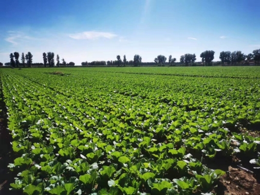 赤峰娃娃菜代辦公司電話地址-第1張圖片