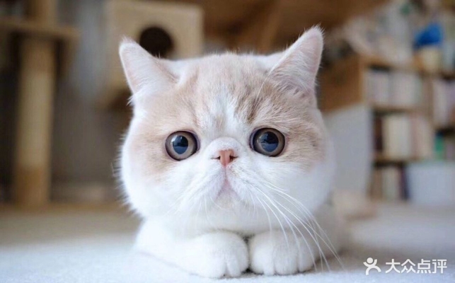 赤峰名倫寵物醫(yī)院電話號碼-第1張圖片