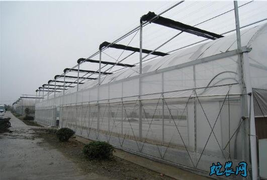 赤峰市蔬菜大棚租賃電話號碼-第1張圖片