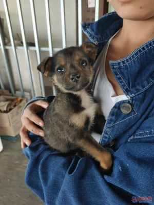 赤峰領(lǐng)養(yǎng)小土狗電話號碼查詢-第1張圖片