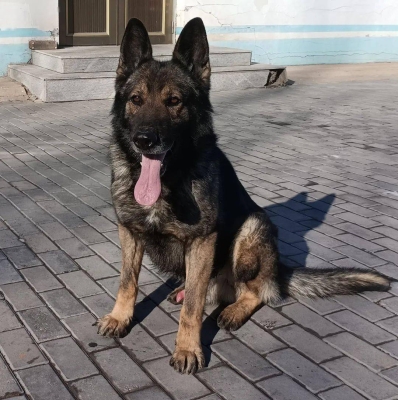 赤峰領(lǐng)養(yǎng)退役犬電話號(hào)碼查詢-第1張圖片