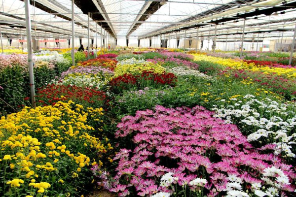 赤峰市鑫卉園藝電話號碼-第1張圖片