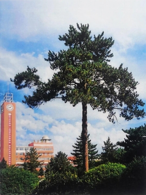 赤峰清樹農(nóng)機公司電話地址查詢-第1張圖片