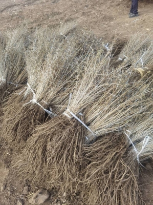 赤峰出售沙棘果樹電話號碼是多少-第1張圖片