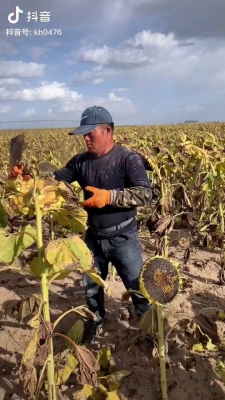 赤峰種植葵花團(tuán)隊(duì)電話號(hào)碼查詢-第1張圖片