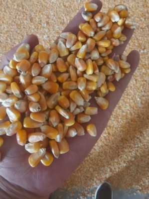 赤峰苞米瓤收購電話號碼查詢-第1張圖片