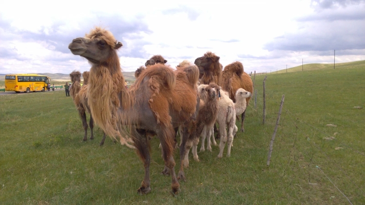 赤峰保溫羊棚電話多少號-第1張圖片